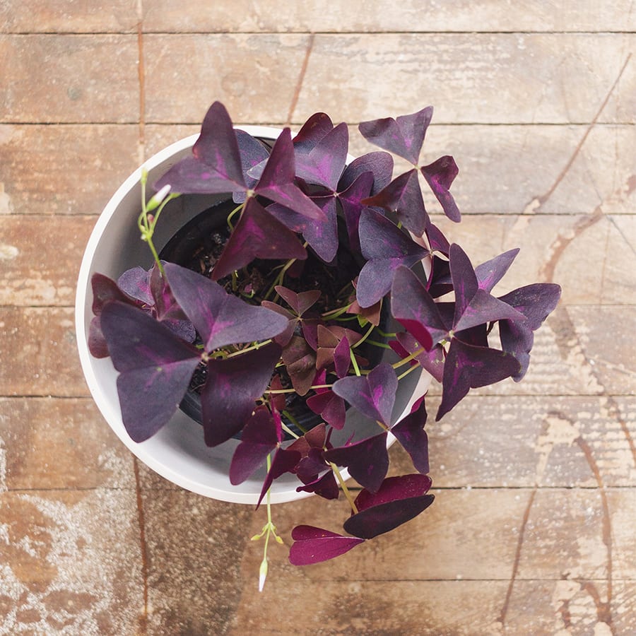 Oxalis Triangularis - Imagen 2